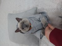 Oyuncu british shorthair yavru