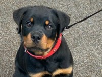 Afacan rottweiler bebekler kapıda ödeme mevcuttur