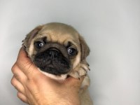 A KALİTE PUG YAVRULARIMIZ YENİ YUVALARINI ARIYOR