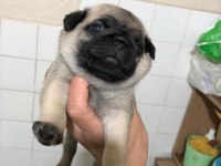Minik pug yavru