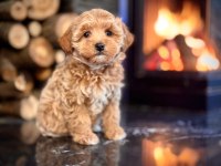 Irk özellikleri ile karakterize gerçek teddy bear köpekler