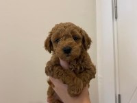 A KALİTE POODLE YAVRULAR