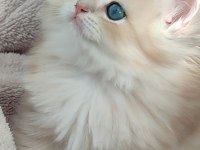 British longhair dişi erkek