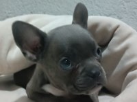 60 günlük erkek french bulldog
