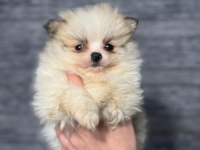 Pomeranian bebekleri