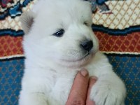 Kar Topu Samoyed Bebekler