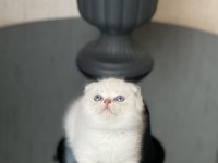 Top Kafa Oyuncu Silver Point Scottish Fold Yavrum