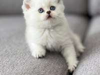 Secereli Mavi Gözlü Scottish Fold ve Straight Yavrular