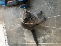 Oyuncu maya scottish fold