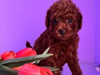 Dark brown teacup yavrular