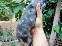 Kaliteli french bulldog