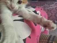 Kahramanmaraş Yavru Kedimiz Sahiplendirilecek