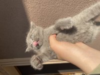 Güzel british shorthair yavrularımız acil