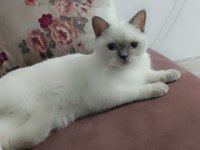 British shorthair kızımız mia