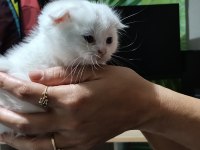 Anne baba saf kan aşılı kedimiz