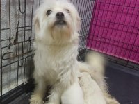 Sahiplendirme maltese yavru