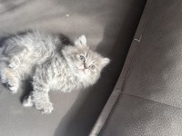 British longhair kedimiz