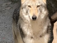 Dişi Wolfdog