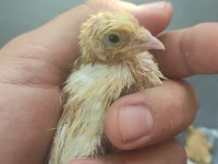 Bıldırcın yumurtası ve bıldırcın