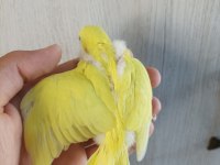 Yavru muhabbet kuşu yeni Yeme Düşmüş yavrular