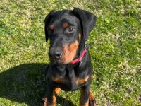 Sağlık Ve Irk Garantili Harikasal Doberman