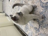 British shorthair ŞiLA yeni yuvasını arıyor