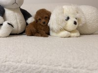 Orjinal toy poodle yavrularımız