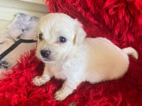 Güzel maltipoo yavrular yeni yuvalarını arıyor