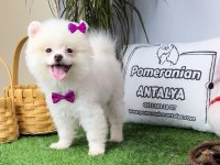 ANTALYA ORJİNAL POMERANİAN YAVRULAR