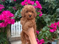 KIVIRCIK TOY POODLE KÖPEKLER