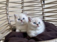 British Shorthair lynx point Show kalite