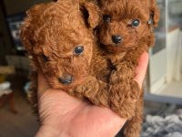 Mikro teacup orijinal maltipoo yavrularım