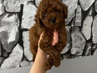 Evde bakılan sağlık ve ırk garantili poodle bebek