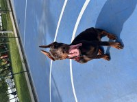 BALTHAZARIN TORUNU ŞECERELİ DOBERMAN