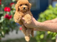 SEVİMLİ TOY POODLE YAVRULARIMIZ