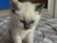 50 günlük blue pointler 1 erkek ve 4 dişi kedimiz