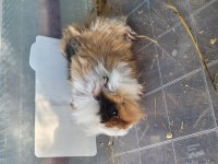 Ginepig ve kafes setleri (tüm yaşam malzemeleri)