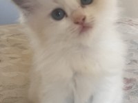 Safkan Ragdoll Yavrular