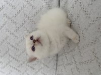 Muhteşem Güzellikte Safkan British Shorthair yavru