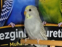 Yeme düşmüş sağlıklı muhabbet kuşları