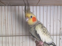 Sultan papağanı 3 aylık