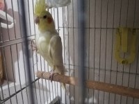 Sarı lutino sultan papağanı