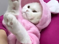 Scottish fold dişi kedimize yuva arıyoruz