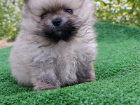 Pomeranian yavrumuz