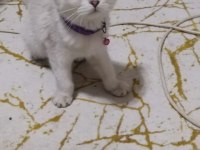 SCOTTİSH FOLD ERKEK KEDİMİZ