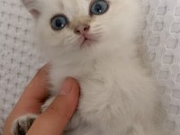 Uygun British Shorthair