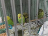 Yavru rengarenk muhabbet kuşları