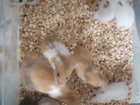 Uygun fiyatlı suriye hamster