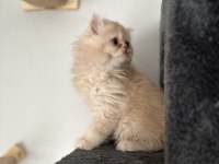 2 aylık muhteşem ve özel british longhair
