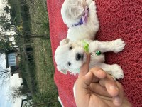 Maltipoo Bebekler